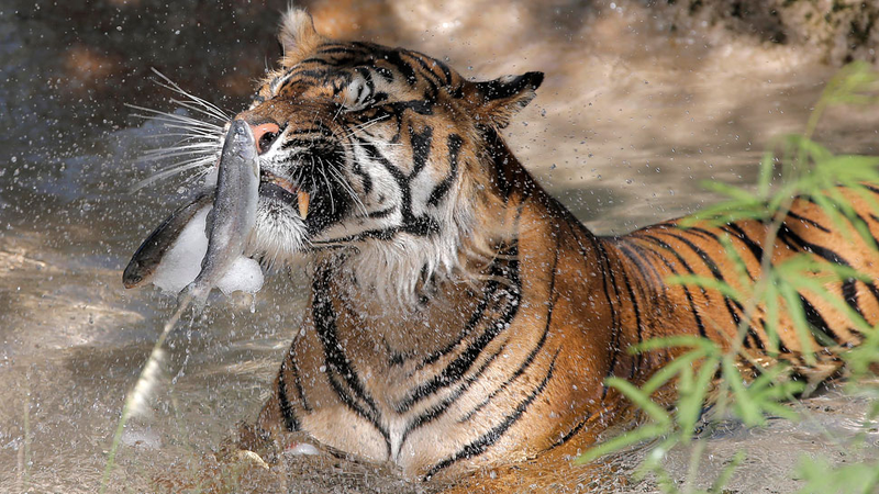 Illustration for article titled Adorable Photos of Zoo Animals Eating Popsicles During Heatwave